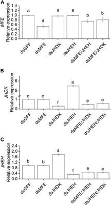 Simultaneous silencing of juvenile hormone metabolism genes through RNAi interrupts metamorphosis in the cotton boll weevil